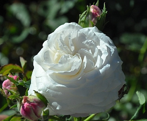 Купить саженцы Буль Де Неж (Boule de Neige, Ball of Snow) Старовинні троянди фото