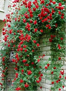 Купить саженцы Ред Каскейд (Red Cascade) Плетистые розы фото