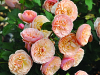 Купить саженцы Eveline Wild (Natalija Frayla, BOZnatafra) Їстівні троянди фото