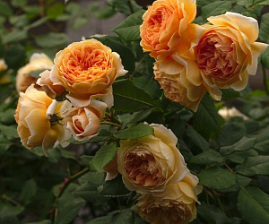 Купить саженцы Кроун Принцес Маргарет (Crown Princess Margaretha) Англійські троянди фото