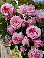 Купить саженцы Кісс Мі Кейт (Kiss Me Kate, KORnagelio) Ароматні троянди фото