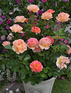 Купить саженцы Ля Парізьєн (La Parisienne, ELpartricol) Троянди Delbard фото