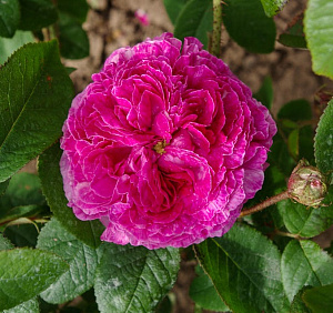 Ambroise Paré продажа в Украине Старовинні троянди фото Купить саженцы Ambroise Paré Старовинні троянди фото