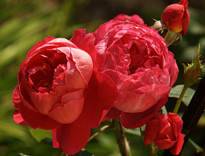 Купить саженцы Бенджамін Бріттен (Benjamin Britten) Англійські троянди фото