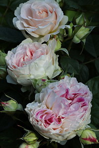 Купить саженцы Гернси (Guernsey) Чайно-гибридные розы фото