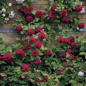 Купить саженцы Тесс оф зе д'Ербервіллс (Tess of the d`Urbervilles) Англійські троянди фото