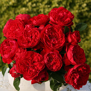 Купить саженцы Флорентіна (Florentina,KORtrameilo) Плетисті троянди фото