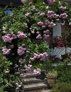 Купить саженцы Жасміна (Jasmina, Korcentex) Плетисті троянди фото