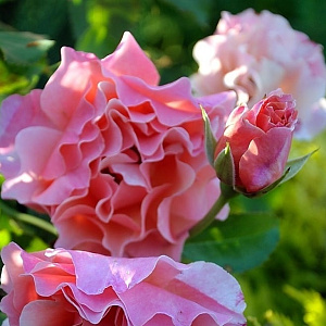 Купить саженцы  Women's Choice Флорібунда фото