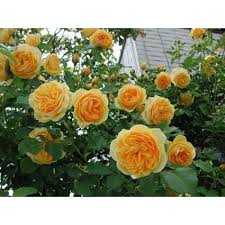 Купить саженцы Грехем Томас (Graham Thomas, AUSmas) Англійські троянди фото