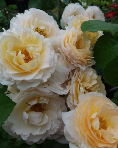 Pina Colada (Patronus) продажа в Украине Шраби ЗКС фото Купить саженцы Pina Colada (Patronus) Шраби ЗКС фото