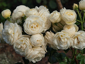 Купить саженцы Артеміс (Artemis)  Троянди Tantau фото