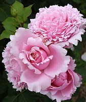 Софі Роша (Sophie Rochas) продажа в Украине Нові надходження 2026 фото Купить саженцы Софі Роша (Sophie Rochas) Нові надходження 2026 фото