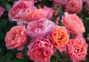 Trendy Fashion (Orange Ruf) продажа в Украине Флорібунда ЗКС фото Купить саженцы Trendy Fashion (Orange Ruf) Флорібунда ЗКС фото