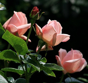 Купить саженцы Афродита (Aphrodite) Троянди Tantau фото