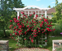 Quadra (J.F. Quadra) продажа в Украине Троянди ВКС фото Купить саженцы Quadra (J.F. Quadra) Троянди ВКС фото