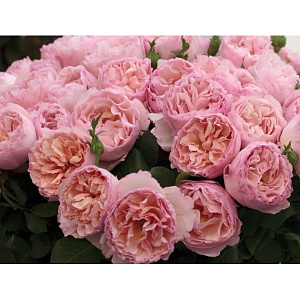 Купить саженцы Принцесс Шарлін де Монако (Princesse Charlene de Monaco) Чайно-гібридні троянди фото