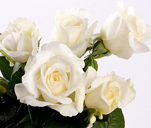 Купить саженцы Anne de Kiev (Oracarli, Anna Regina) Чайно-гібридні троянди фото