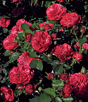 Константина Фреска (Konstantina Freska, BOZkonsfre) продажа в Украине Троянди рідкісних кольорів ЗКС фото Купить саженцы Константина Фреска (Konstantina Freska, BOZkonsfre) Троянди рідкісних кольорів ЗКС фото