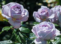 The Pride (NIRplender) продажа в Украине Чайно-гібридні троянди ЗКС фото Купить саженцы The Pride (NIRplender) Чайно-гібридні троянди ЗКС фото