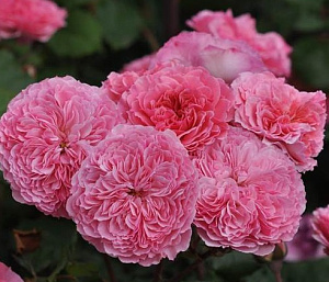 Купить саженцы Тео Клеверс (Theo Clevers) Їстівні троянди фото