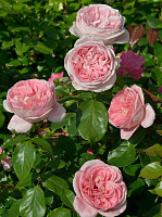 Вояж (Voyage) продажа в Украине Чайно-гібридні троянди ЗКС фото Купить саженцы Вояж (Voyage) Чайно-гібридні троянди ЗКС фото