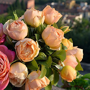 Купить саженцы Паоло Пейроне Жардін'єре (Paolo Pejrone Giardiniere)  Троянди Barni фото