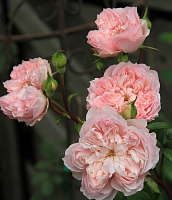 Сесіль де Воланж (Cecil de Volanges) продажа в Украине Японські троянди ЗКС фото Купить саженцы Сесіль де Воланж (Cecil de Volanges) Японські троянди ЗКС фото