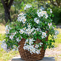 Champs-Elysées (MEIplumty, Apple Dapple) продажа в Украине Троянди Meilland фото Купить саженцы Champs-Elysées (MEIplumty, Apple Dapple) Троянди Meilland фото