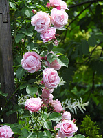 Glenrose (Glenrose Villa) продажа в Украине Плетисті троянди ЗКС фото Купить саженцы Glenrose (Glenrose Villa) Плетисті троянди ЗКС фото