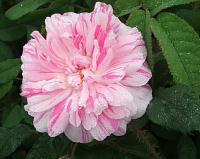 Oeillet Panachée (Striped Moss) продажа в Украине Їстівні троянди ЗКС фото Купить саженцы Oeillet Panachée (Striped Moss) Їстівні троянди ЗКС фото