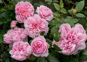 Купить саженцы Шоне Мейд (Schone Maid, Per-Fyoom)  Чайно-гібридні троянди фото