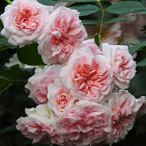 Купить саженцы The Fawn (Granny, Meine Oma,Land Brandenburg) Ґрунтопокровні троянди фото