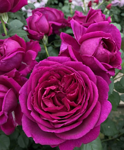 Купить саженцы Für Elise (KORelifur) Троянди KORDES  фото