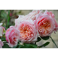 Поль Бокюз (Paul Bocuse, MASpaujeu) продажа в Украине Шраби ЗКС фото Купить саженцы Поль Бокюз (Paul Bocuse, MASpaujeu) Шраби ЗКС фото