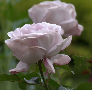 Купить саженцы Rose Synactif by Shisheido (La Rose du Petit Prince) Чайно-гібридні троянди фото