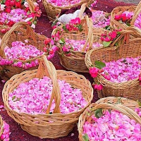 Kazanlik (R. damascena trigintipetala) продажа в Украине Їстівні троянди ЗКС фото Купить саженцы Kazanlik (R. damascena trigintipetala) Їстівні троянди ЗКС фото