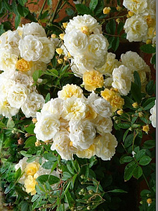 Купить саженцы Гислен Де Фелигонд (Ghislaine de Feligonde) Плетисті троянди фото