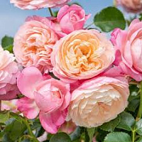 David Hockney (MEIbritty) продажа в Украине Плетисті троянди ЗКС фото Купить саженцы David Hockney (MEIbritty) Плетисті троянди ЗКС фото