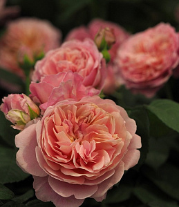 Купить саженцы Eustacia Vye (Sts.Francis and Claire) Англійські троянди фото