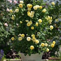 Шато де Шеверні (Chateau De Cheverny, Belle de Jour) продажа в Украине Троянди Delbard фото Купить саженцы Шато де Шеверні (Chateau De Cheverny, Belle de Jour) Троянди Delbard фото