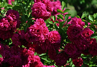 Geschwinds Schönste продажа в Украине Старовинні троянди ЗКС фото Купить саженцы Geschwinds Schönste Старовинні троянди ЗКС фото