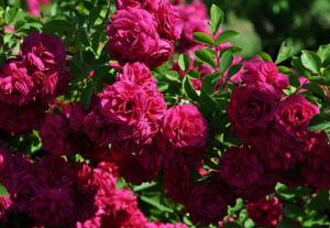 Geschwinds Schönste продажа в Украине Старовинні троянди ЗКС фото Купить саженцы Geschwinds Schönste Старовинні троянди ЗКС фото