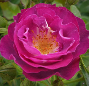 Perfume Lagoon продажа в Украине Троянди Łukasz Rojewski фото Купить саженцы Perfume Lagoon Троянди Łukasz Rojewski фото