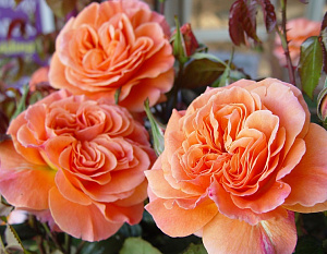 Купить саженцы François Mauriac (Tatton, FRYentice, Ginger Kisses) Троянди Fryer фото