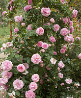 Florence Ducher (DUCflo) продажа в Украине Старовинні троянди ЗКС фото Купить саженцы Florence Ducher (DUCflo) Старовинні троянди ЗКС фото