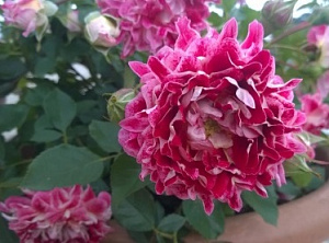 Купить саженцы Спарклин Раффлс(Sparkling Ruffles) Троянди Interplant фото