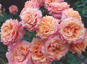 Купить саженцы Френезі (Frenesie, ADArifer) Троянди рідкісних кольорів фото