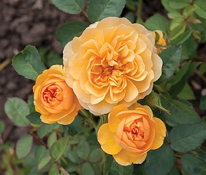Купить саженцы Isidora Frayla (BOZisidfra) Троянди Pheno Geno фото