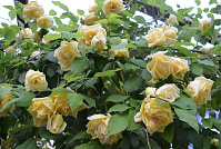 Marechal Niel (Maréchal Niel) продажа в Украине Нові надходження 2026 фото Купить саженцы Marechal Niel (Maréchal Niel) Нові надходження 2026 фото